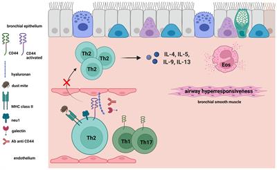 Frontiers Critical Involvement Of Cd In T Helper Type Cell